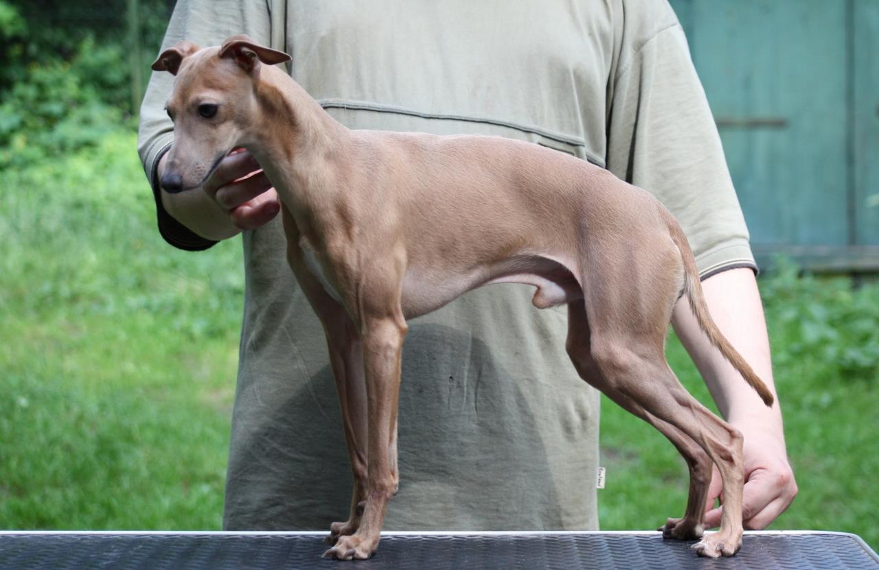 how tall are italian greyhounds