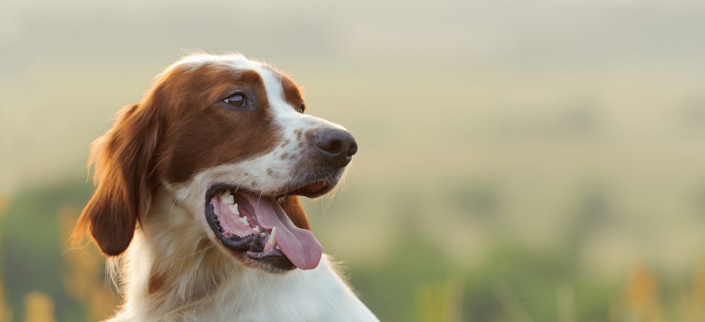 Irish Red and White Setter- Preliminary Results ...