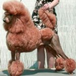 Profile picture of Cherie Perks- Arreau Standard Poodles